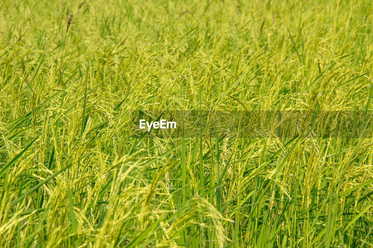 Full frame shot of wheat field