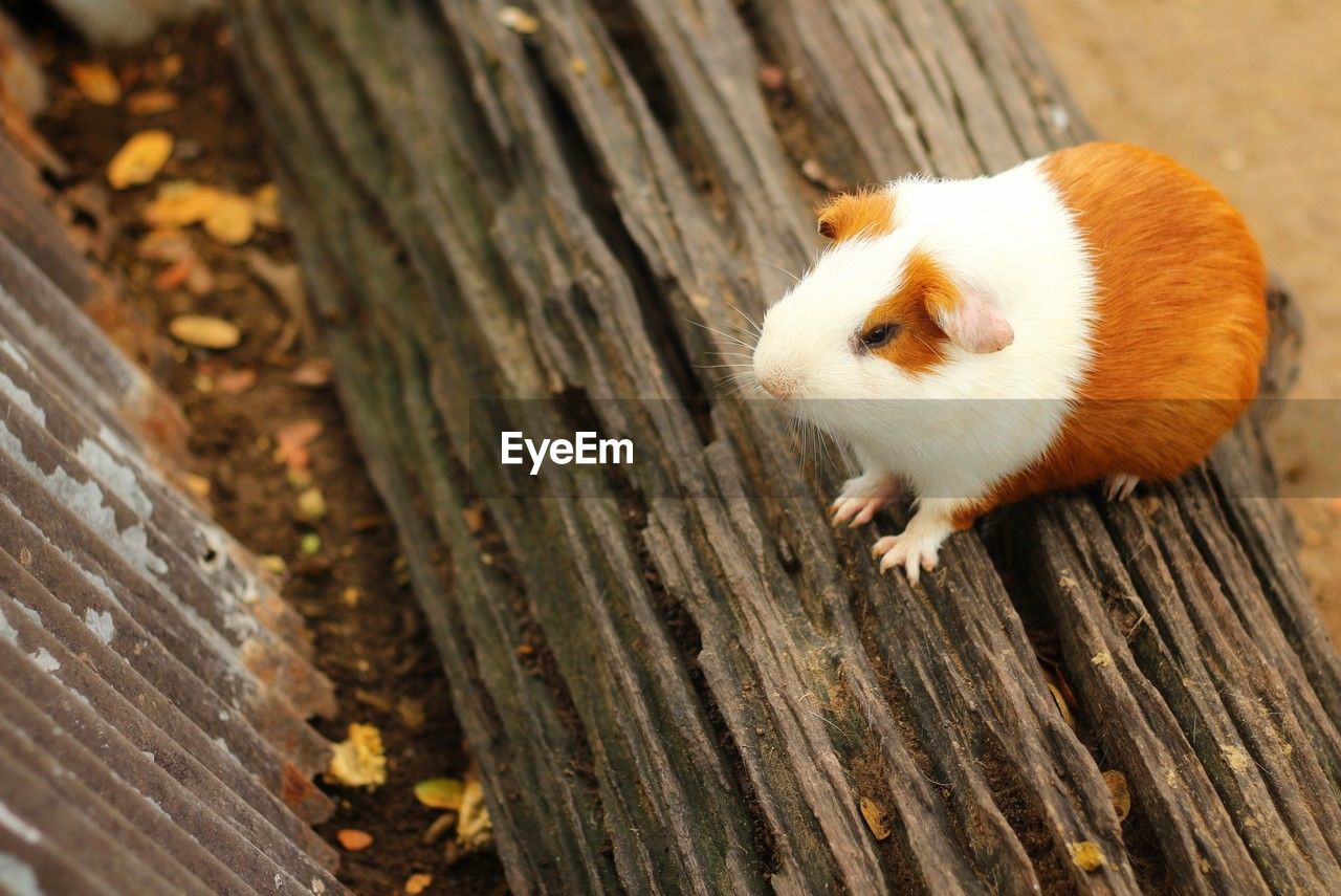 animal themes, animal, one animal, mammal, rodent, wood, animal wildlife, pet, no people, whiskers, domestic animals, close-up, nature, hamster, day, cute, outdoors, muridae, high angle view, rat, wildlife, yellow