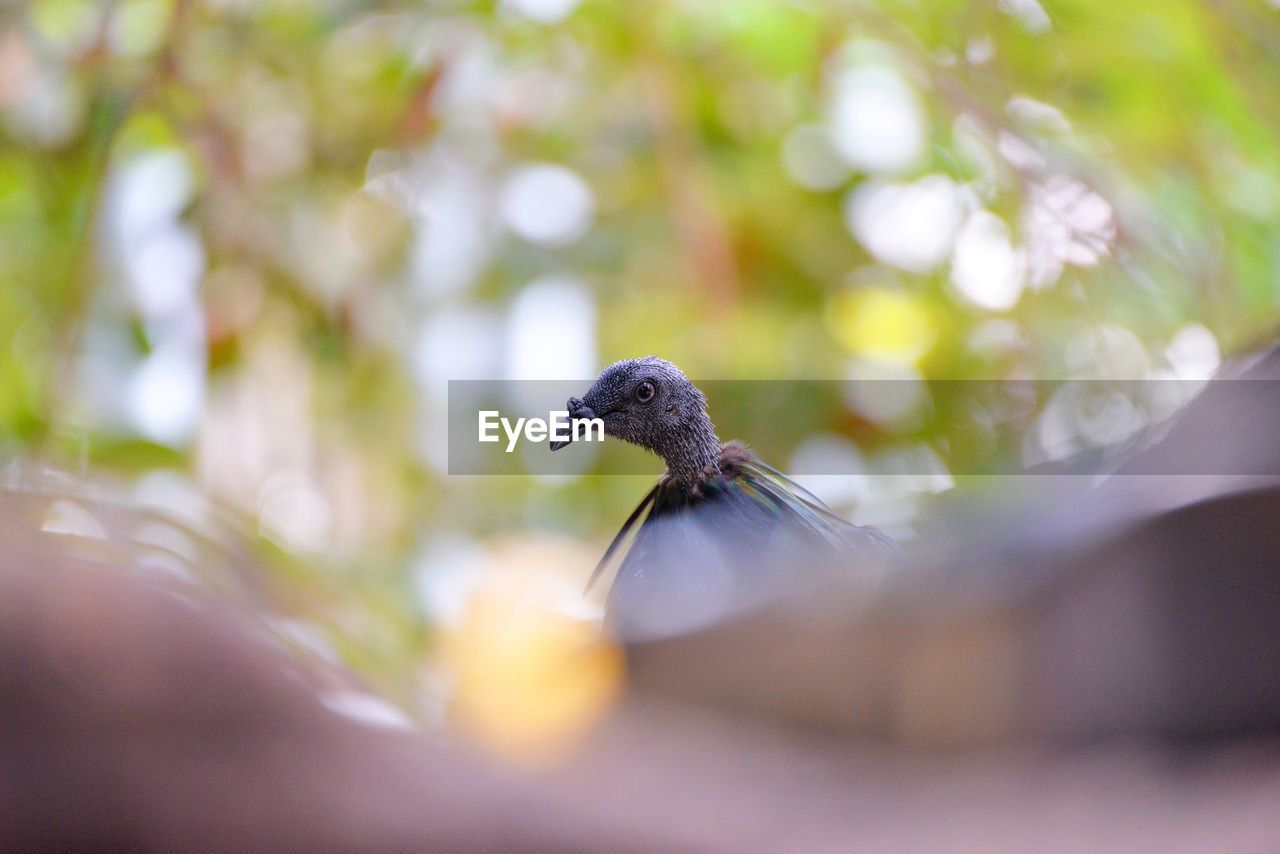 LOW ANGLE VIEW OF BIRD