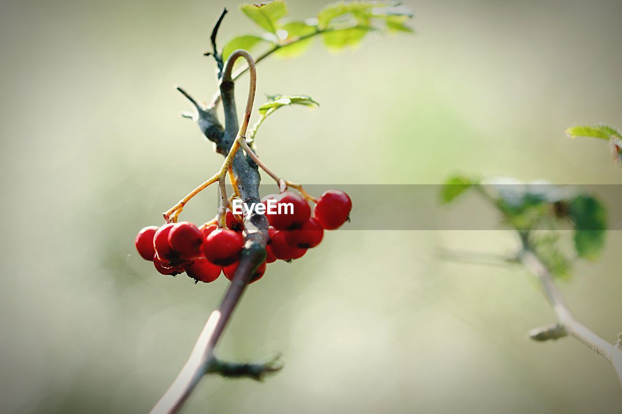 BERRIES GROWING ON TREE