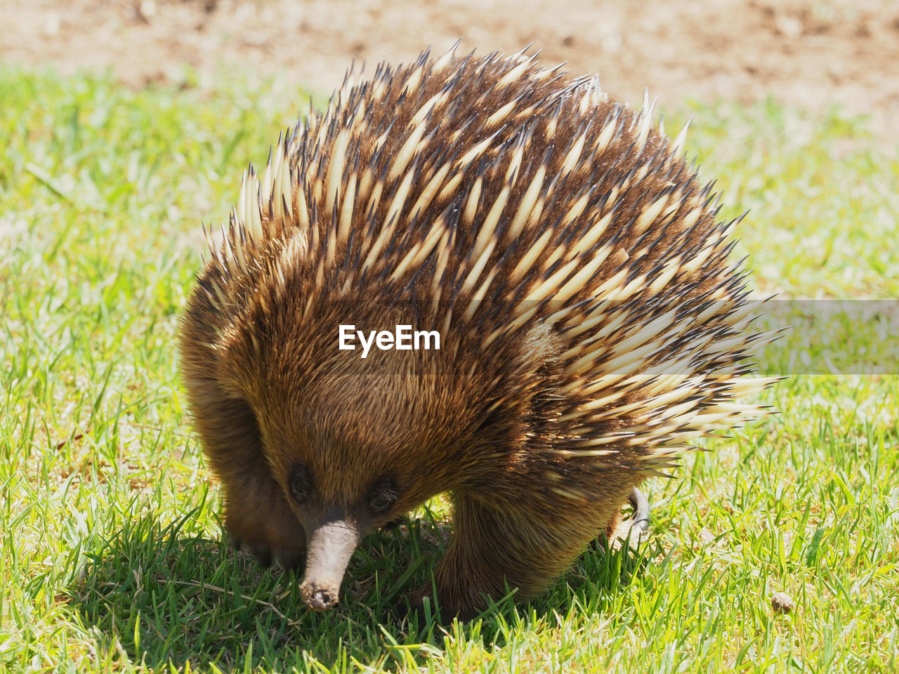 Echidna ready to charge
