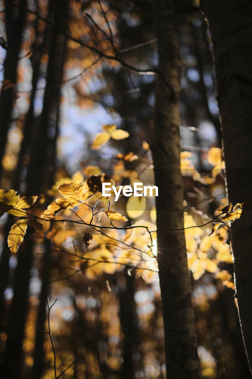 Golden leaves in the woods during the fall season