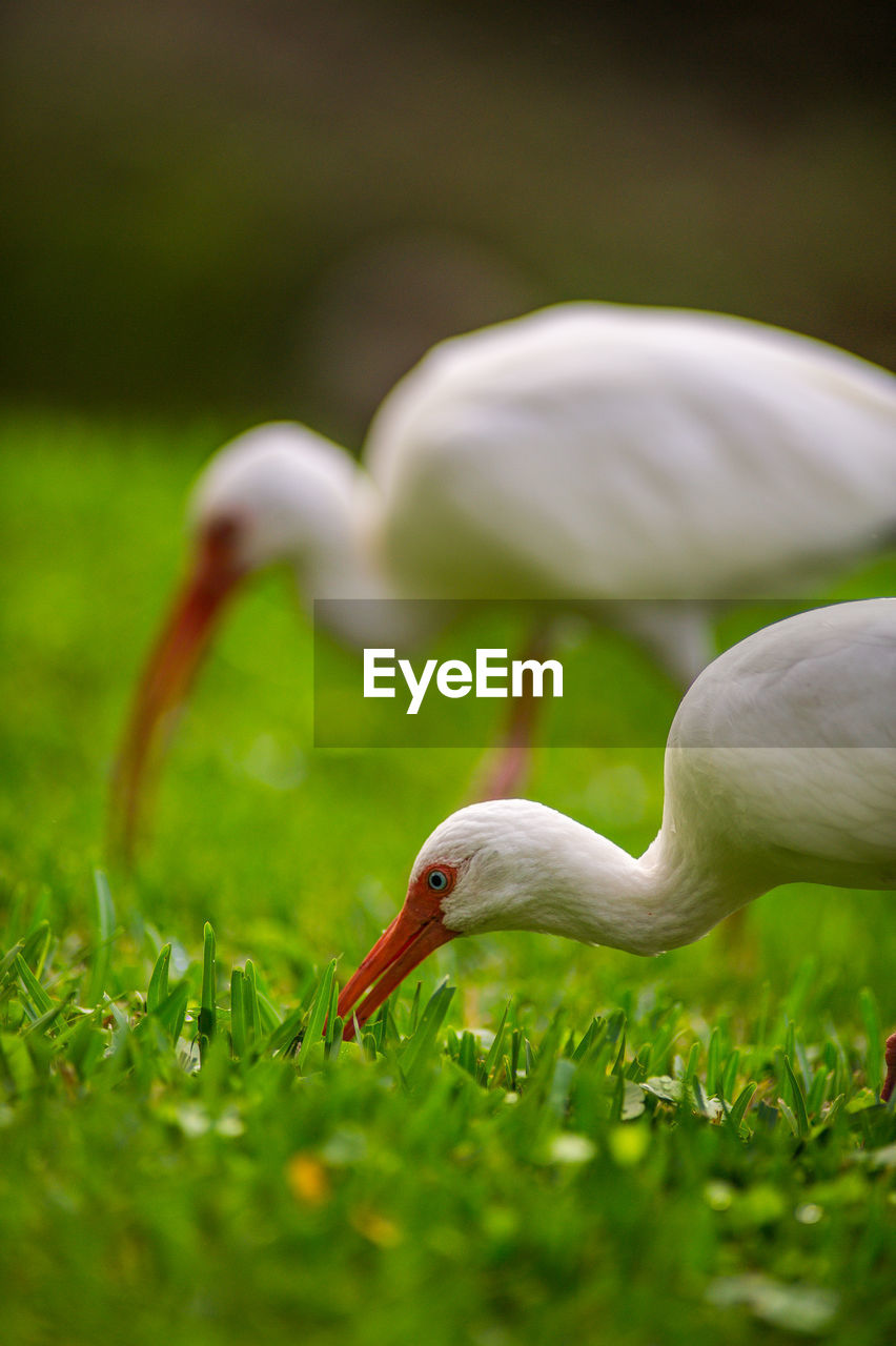 Close-up of birds on field