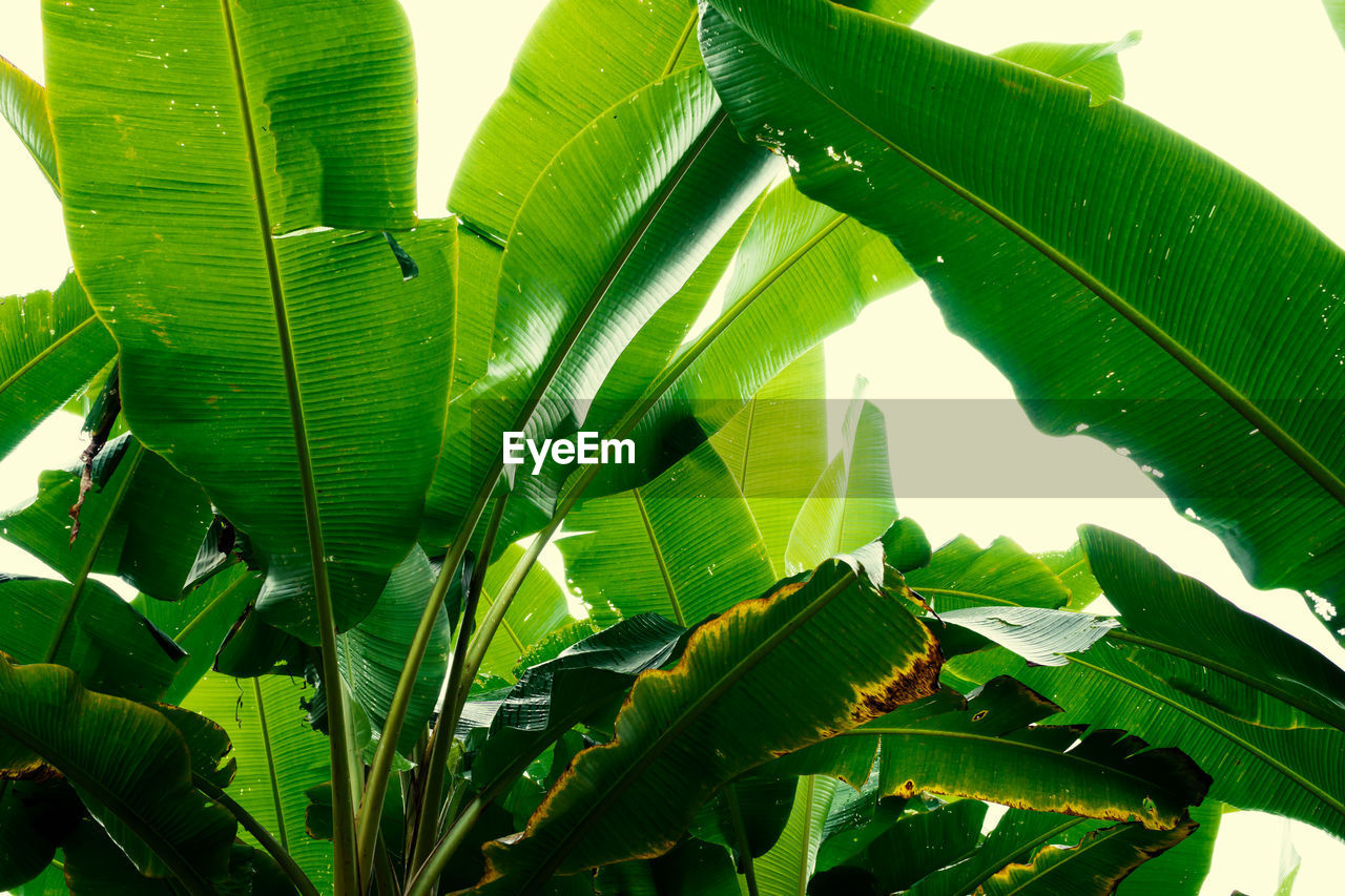 LOW ANGLE VIEW OF LEAVES ON PLANT