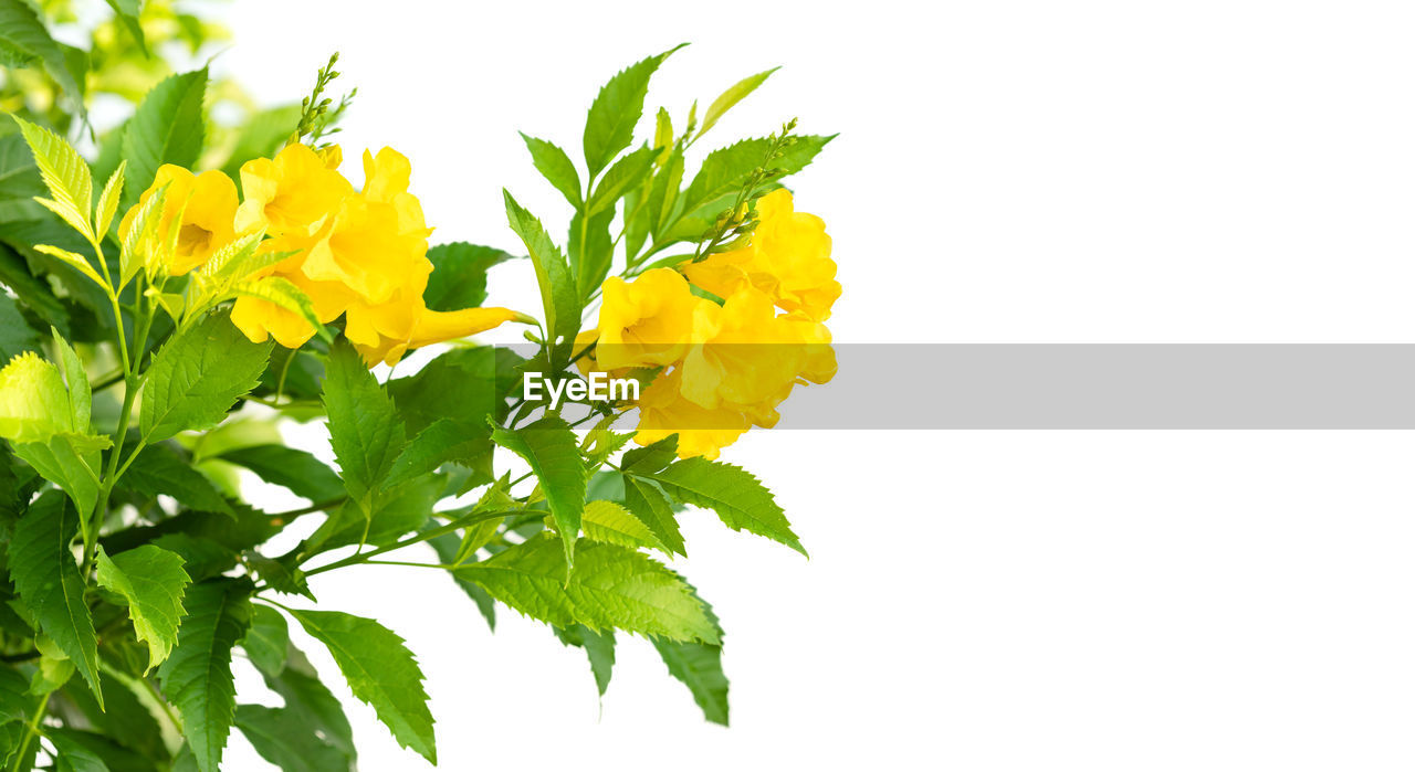 CLOSE-UP OF YELLOW ROSE PLANT AGAINST WHITE BACKGROUND