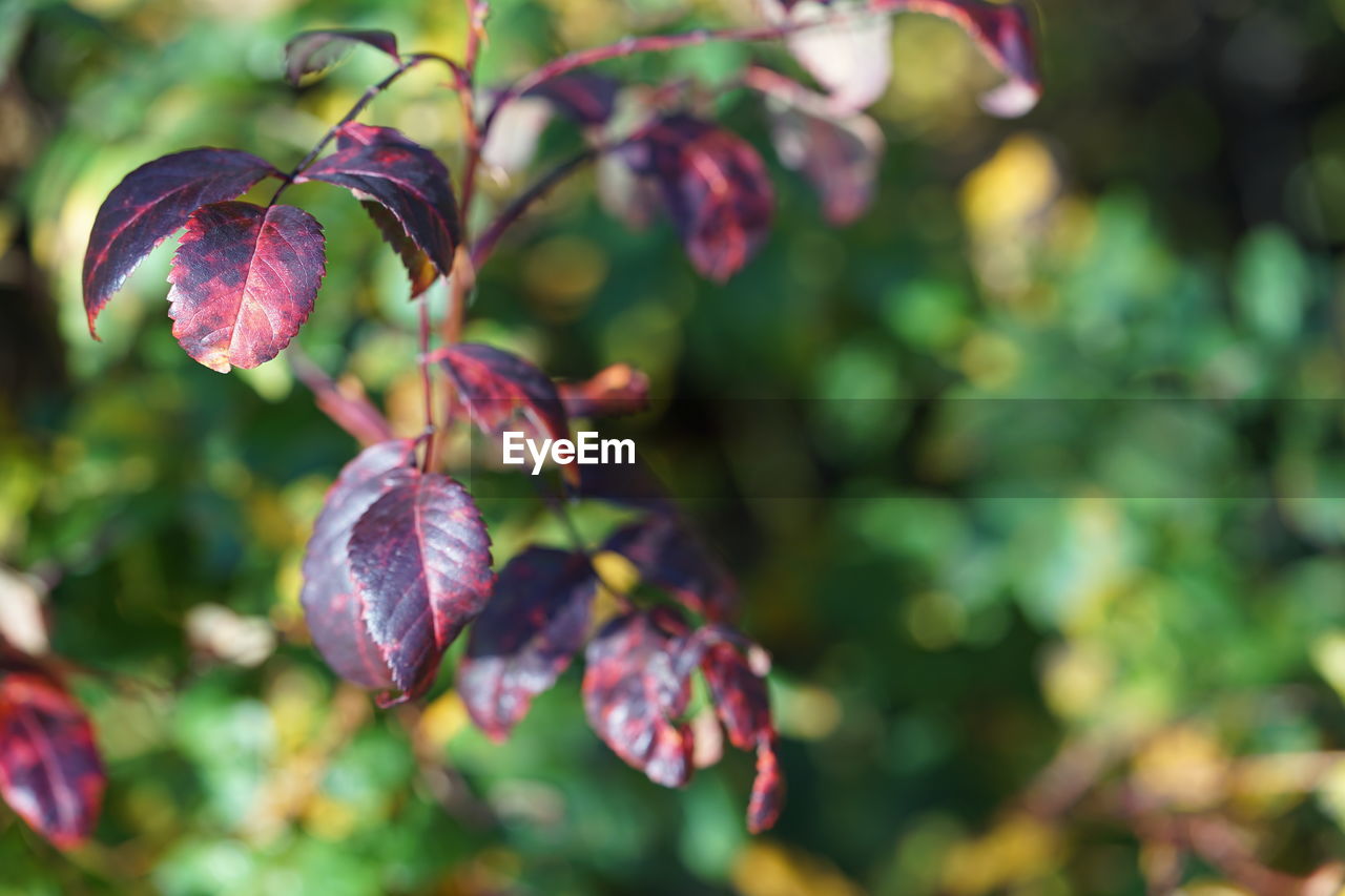 Close-up of pink flowering plant in the autumn