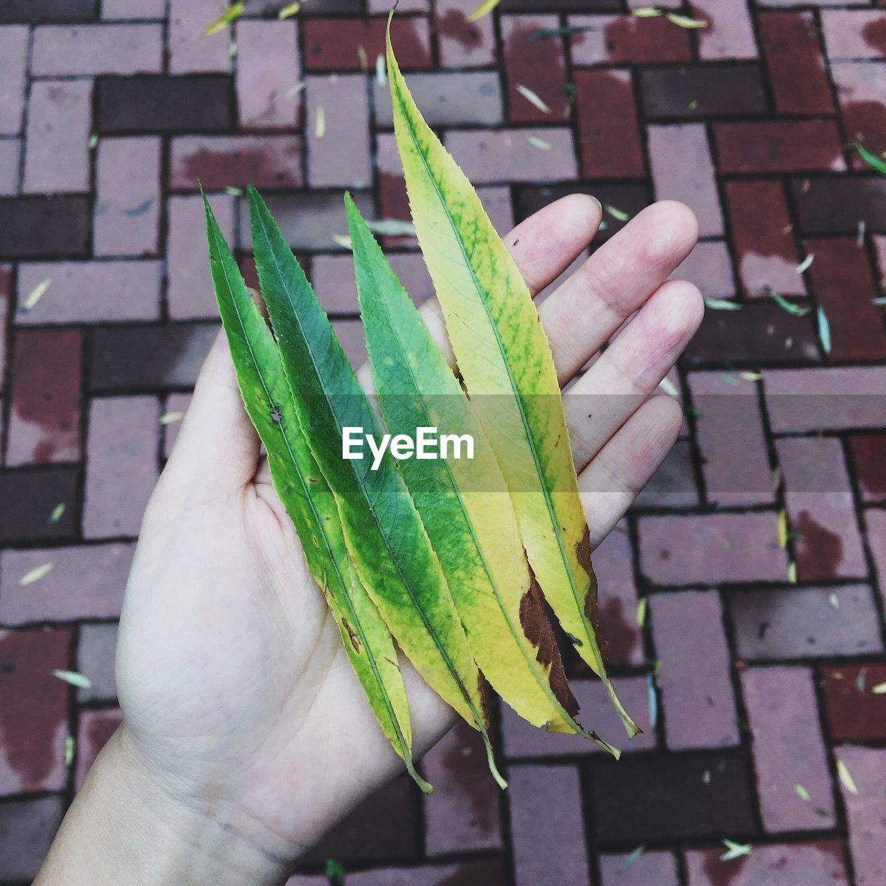 Cropped view of hands holding leaves