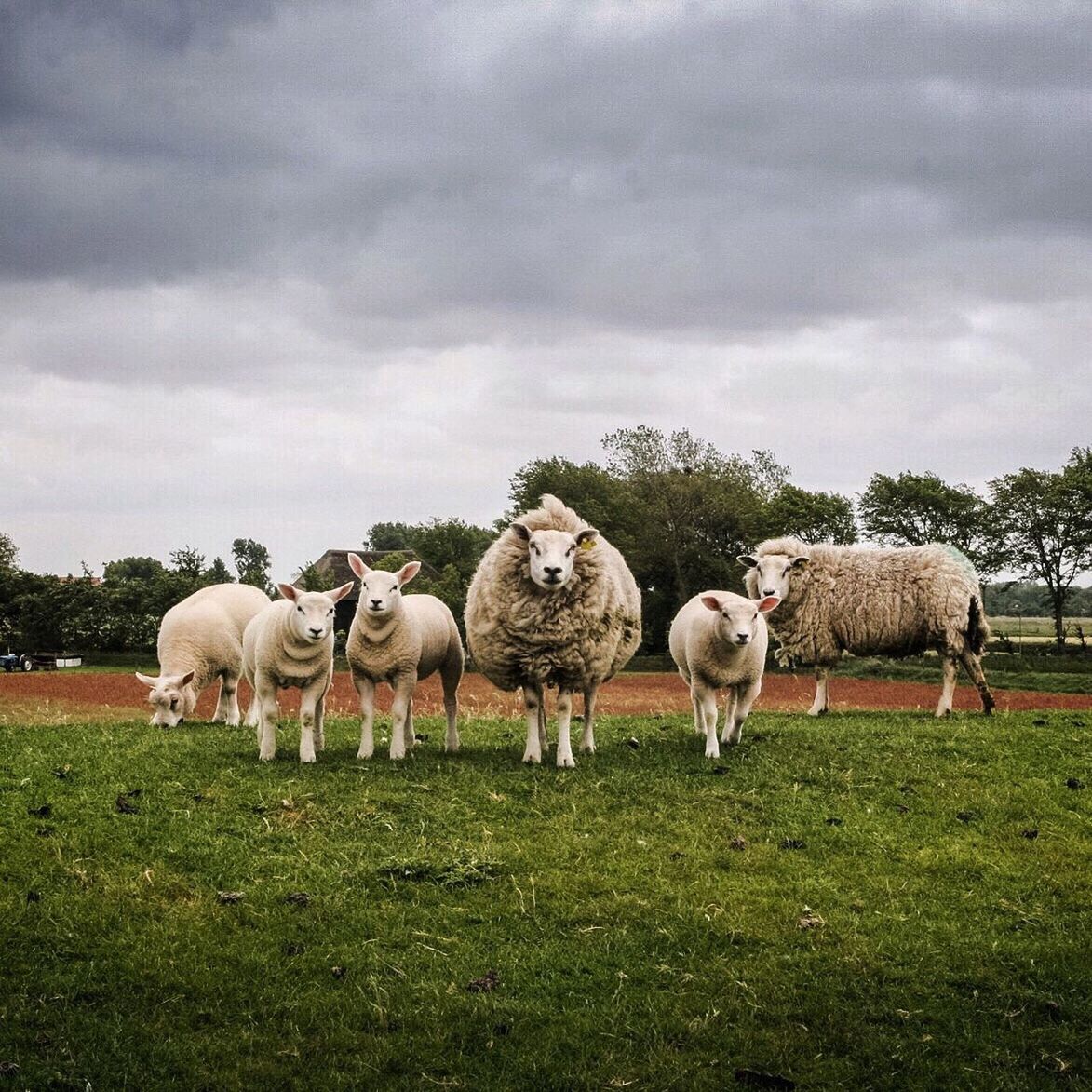 Sheep grazing on grassy field against cloudy sky