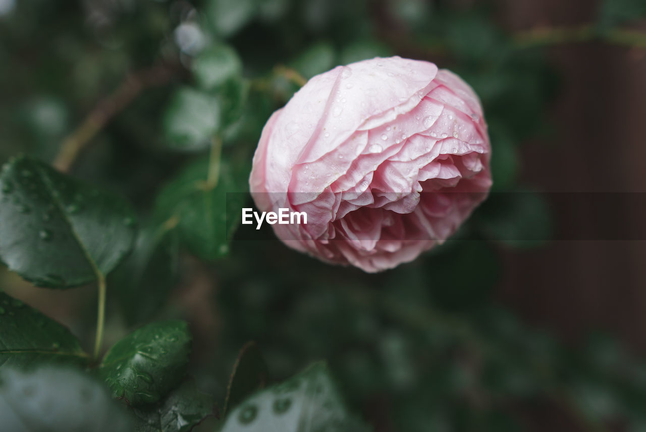 Close-up of pink rose