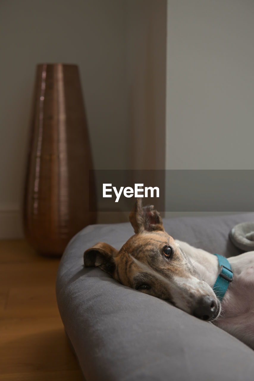 Big brown eye glistens as this rescue dog, a pet greyhound, looks directly into the camera