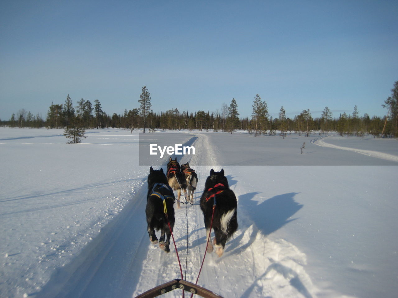 Dogs on snowy field during winter pulling a sled