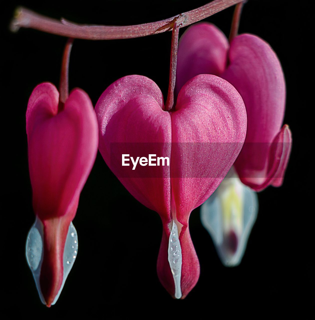 CLOSE-UP OF RED PINK FLOWERS