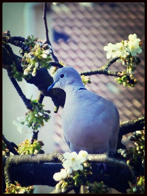 CLOSE-UP OF BIRD PERCHING ON PLANT
