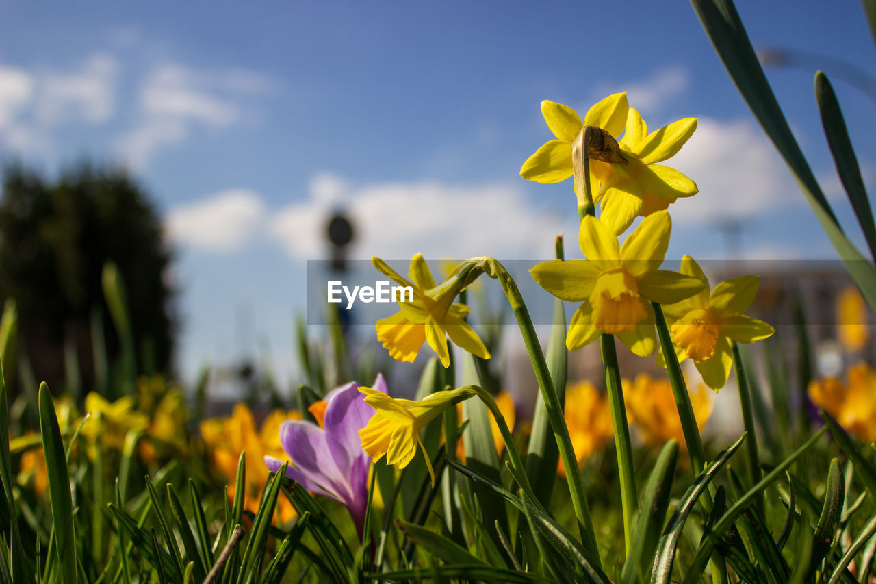 CLOSE-UP OF FRESH YELLOW CROCUS FLOWERS ON FIELD
