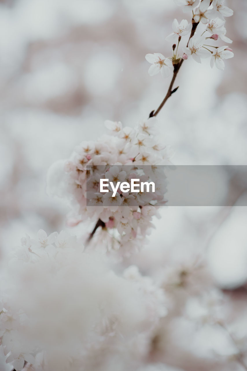 Close-up of white cherry blossom tree