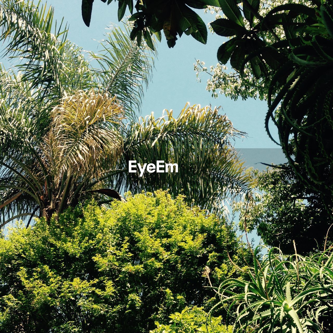 Low angle view of trees growing against sky