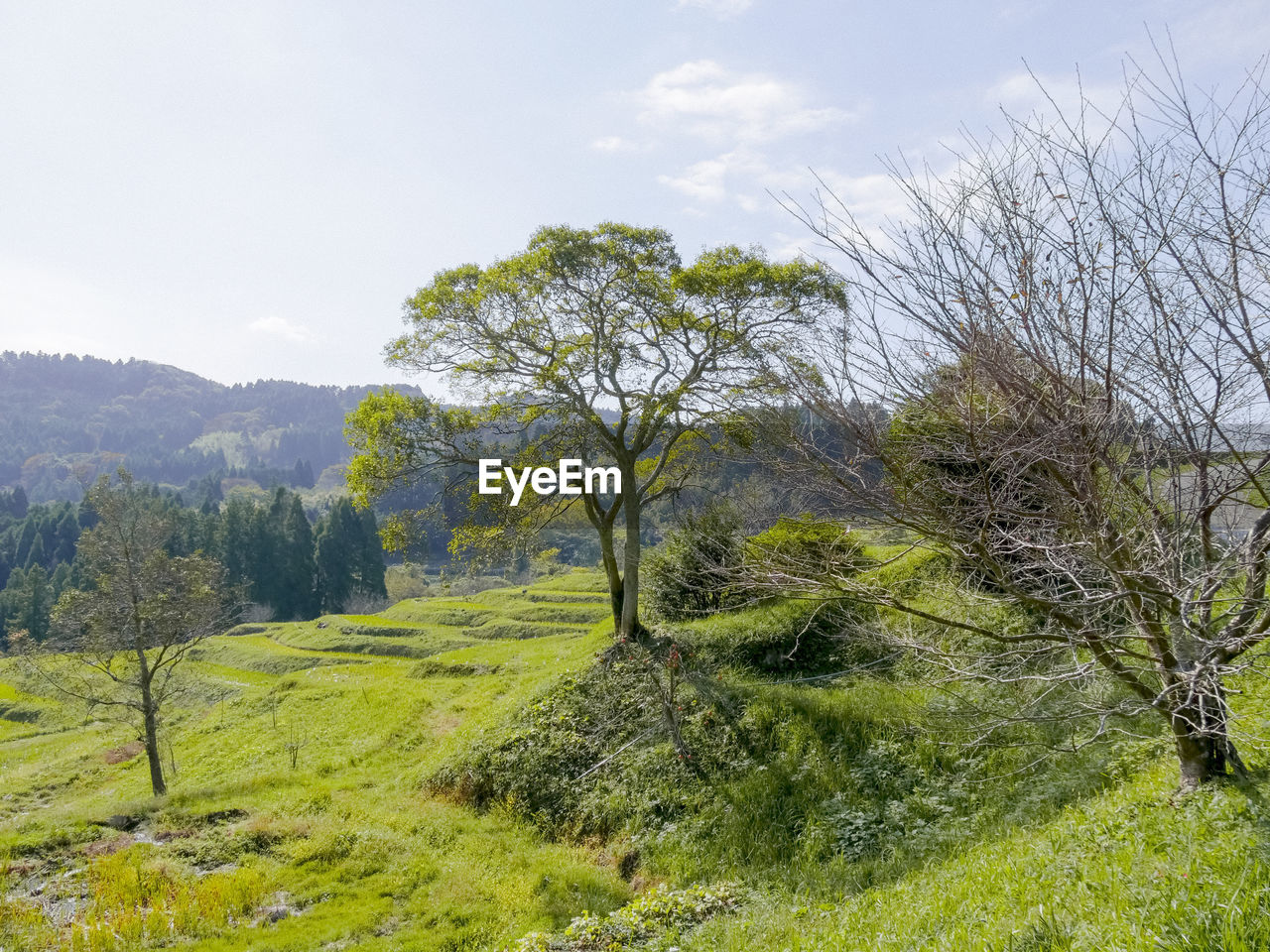 TREES GROWING ON FIELD