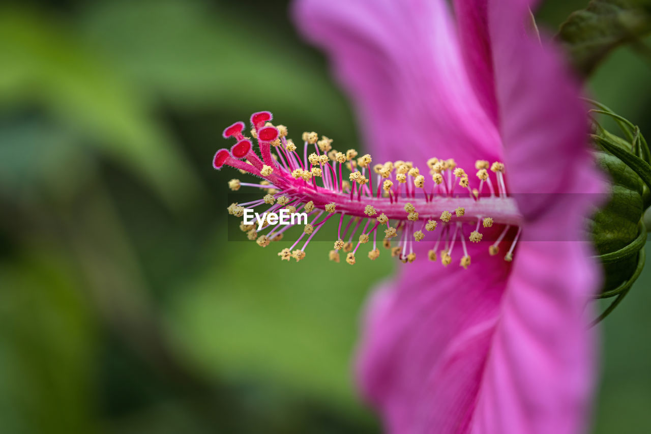 CLOSE-UP OF PINK HIBISCUS ON PURPLE FLOWER