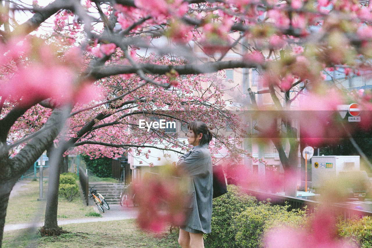 VIEW OF PINK FLOWERS