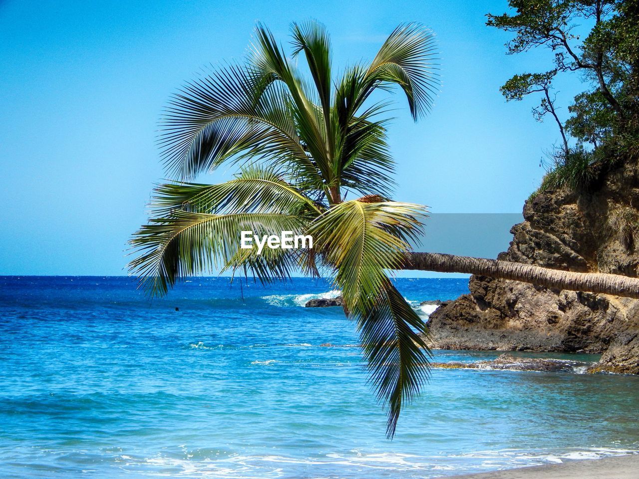 PALM TREE BY SEA AGAINST BLUE SKY