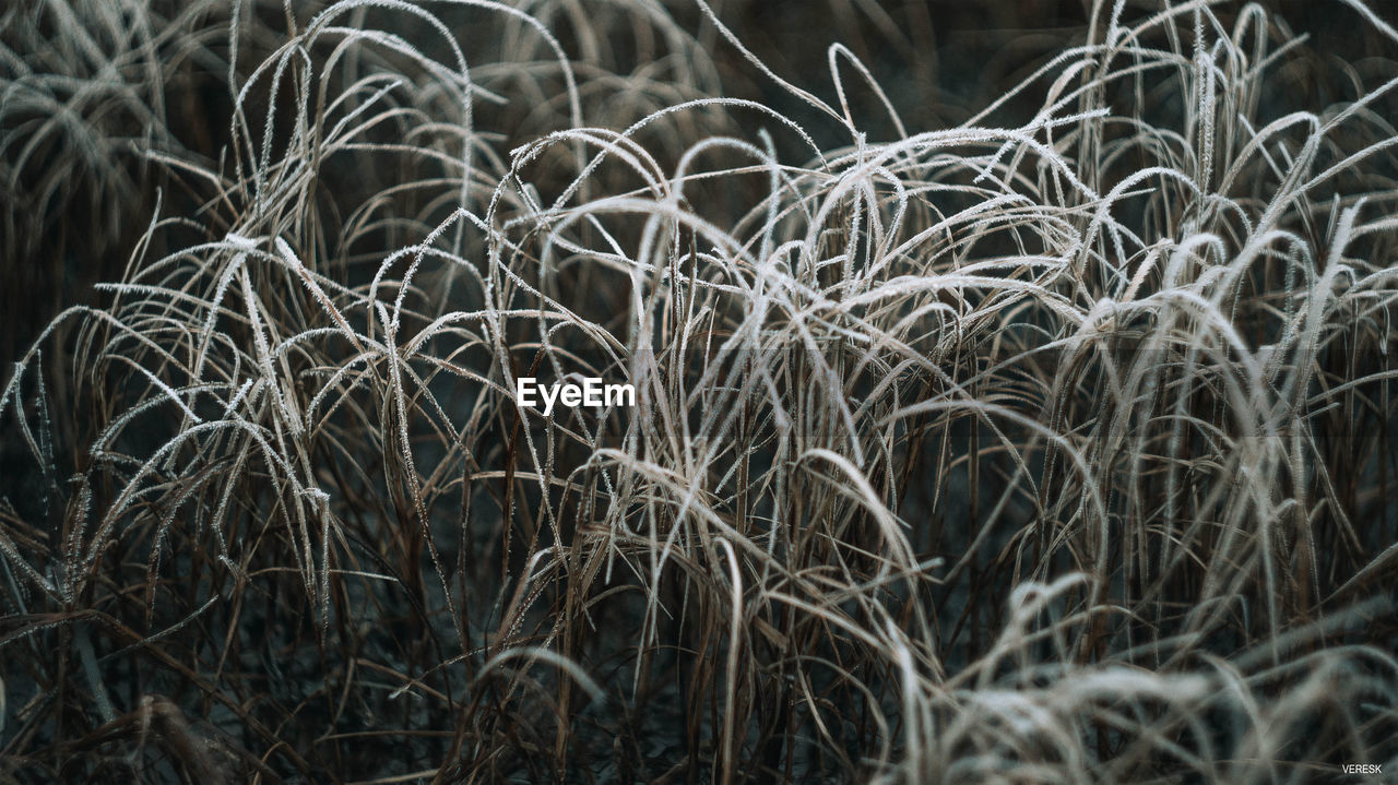 Close-up of plants growing on field