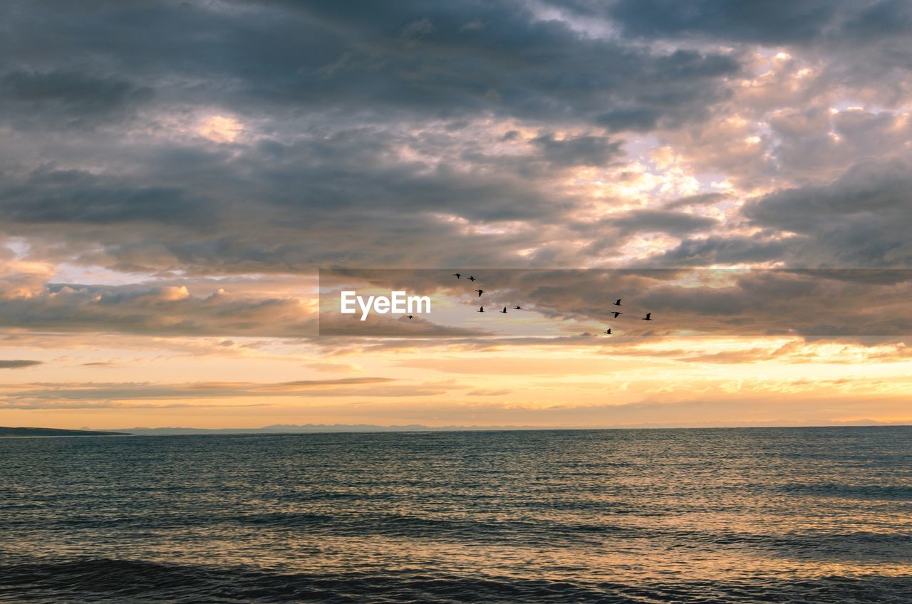 VIEW OF BIRDS FLYING OVER SEA