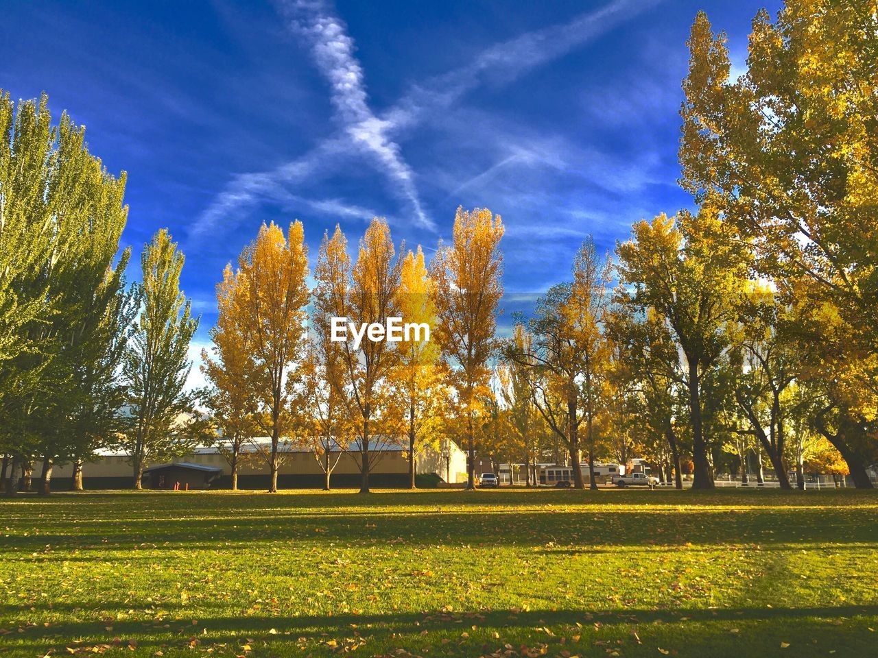 VIEW OF TREES ON GRASSY FIELD IN PARK