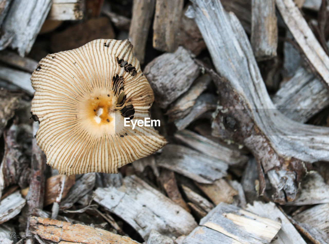 CLOSE-UP OF CRAB ON WOOD