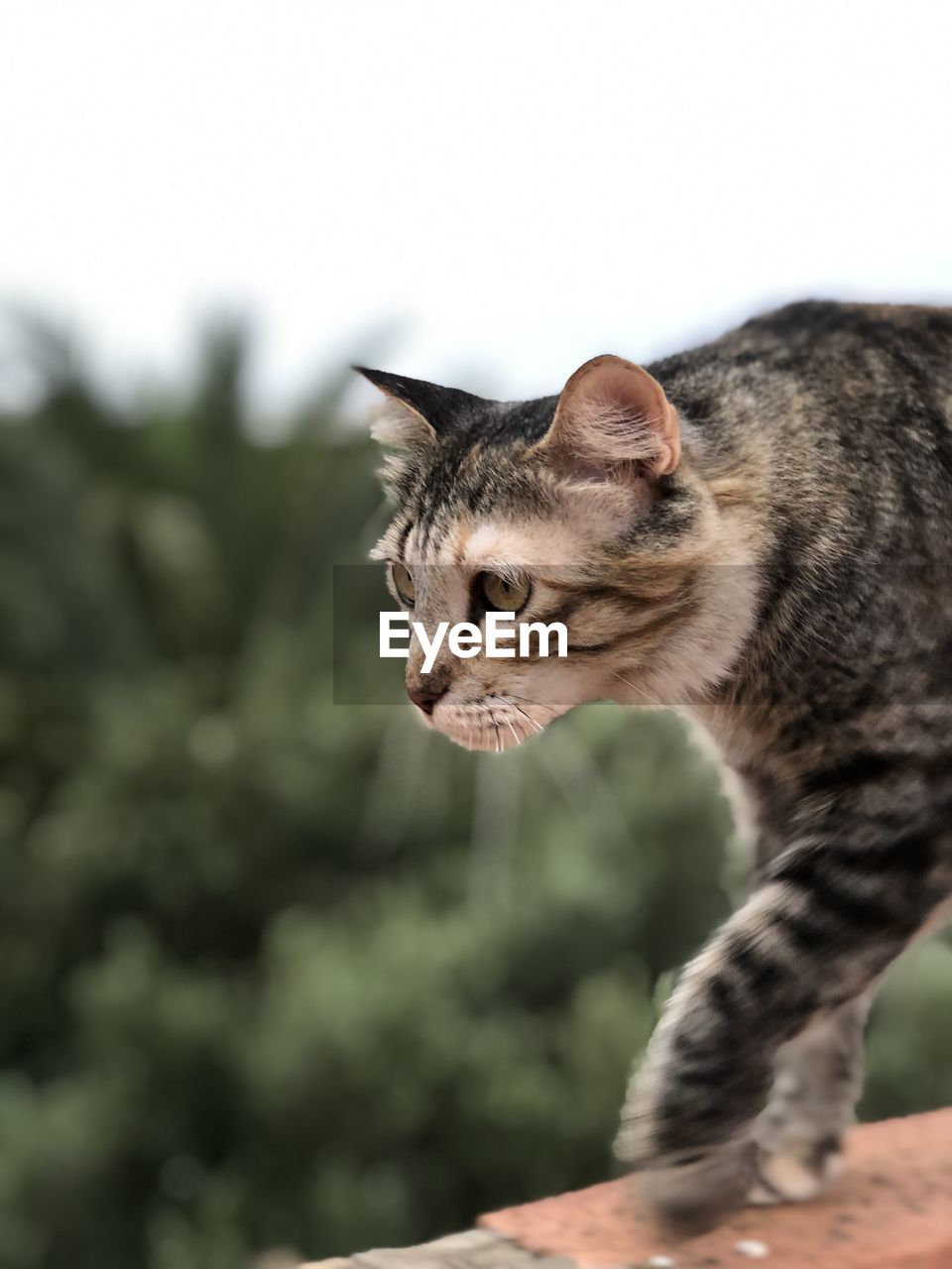 Close-up of a cat looking away