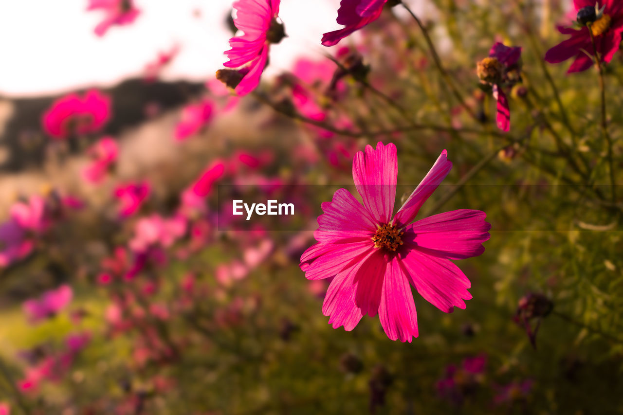 flower, flowering plant, plant, freshness, beauty in nature, pink, garden cosmos, petal, close-up, nature, fragility, flower head, blossom, inflorescence, focus on foreground, growth, cosmos, no people, macro photography, magenta, outdoors, springtime, cosmos flower, botany, summer, day, wildflower, pollen