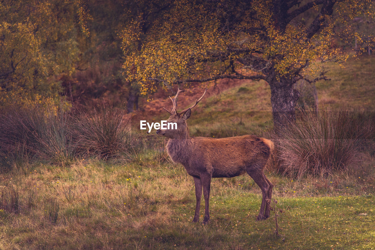 DEER STANDING IN GRASS DURING AUTUMN