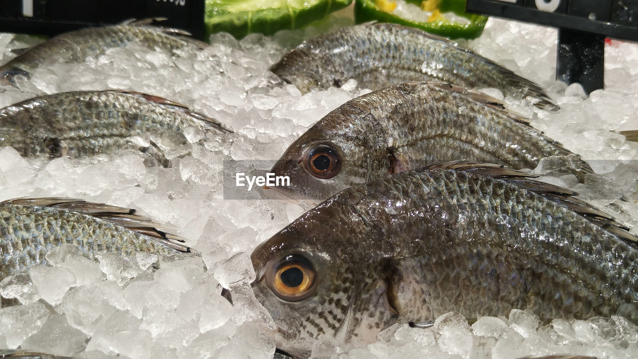 CLOSE-UP OF FISH FOR SALE AT MARKET