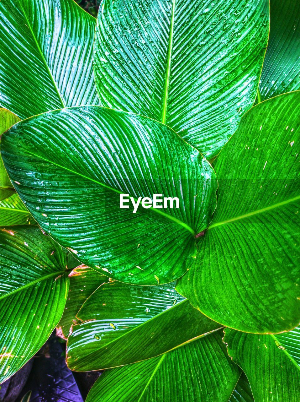 leaf, green, plant part, plant, growth, tree, beauty in nature, close-up, full frame, backgrounds, nature, no people, flower, day, freshness, pattern, outdoors, branch, tropical climate, botany, lush foliage, foliage, leaf vein