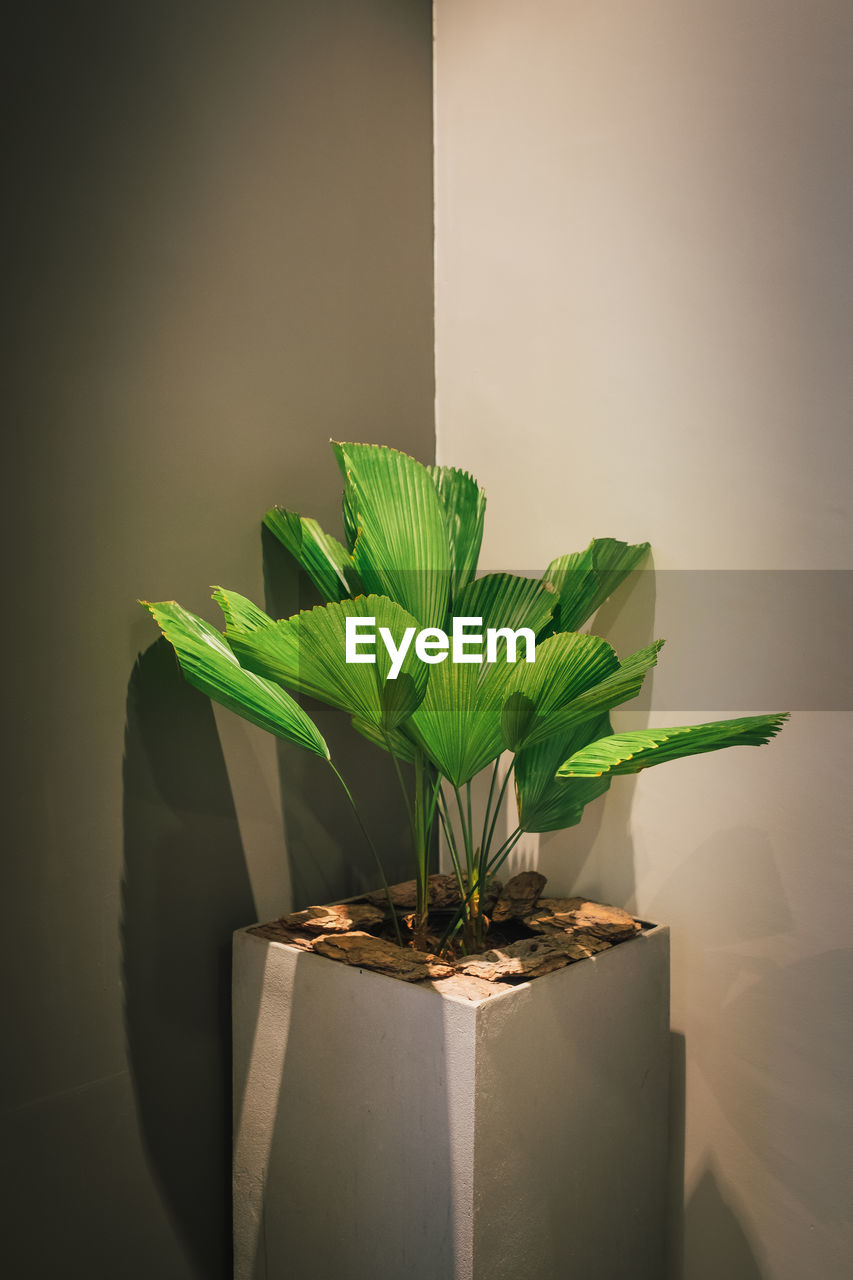 Close-up of potted plant  against wall