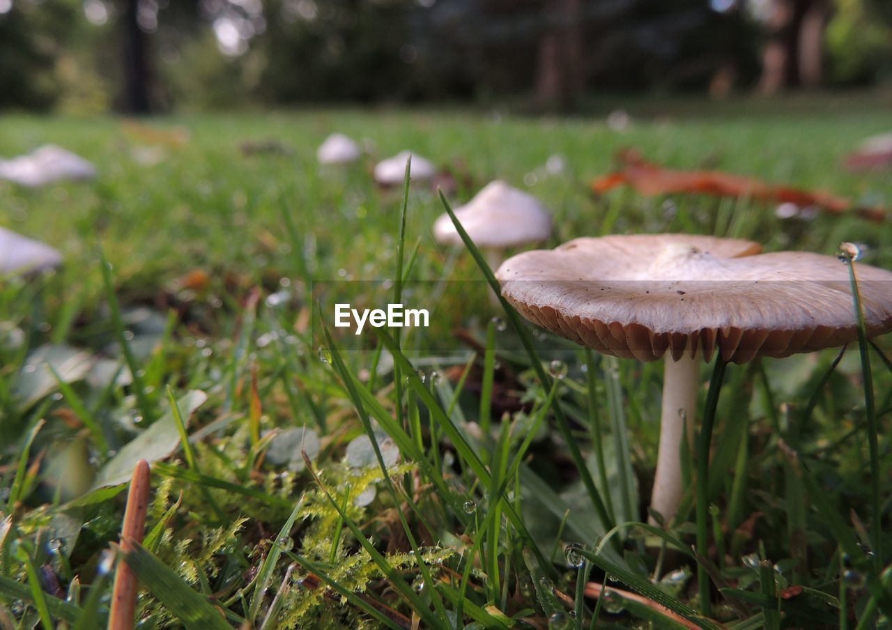 Close-up of mushroom growing on field