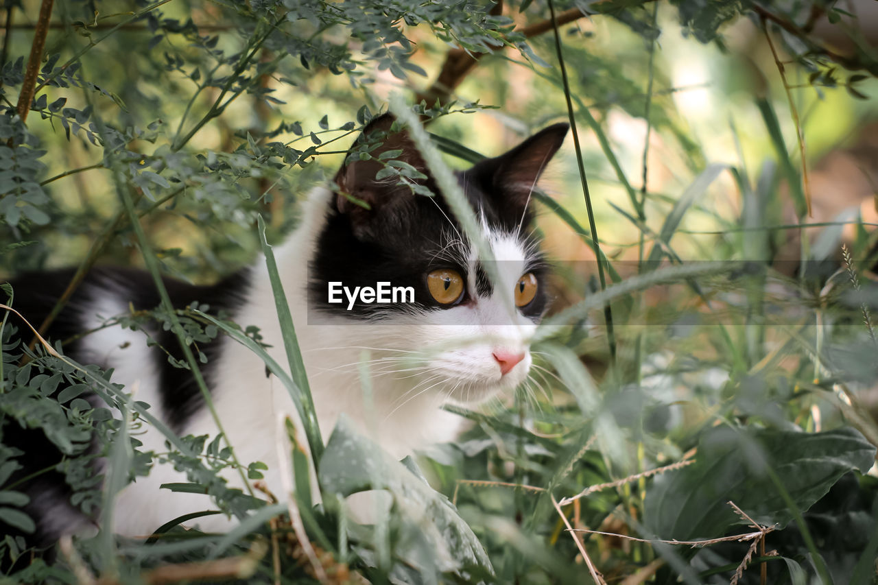 PORTRAIT OF A CAT ON THE PLANT