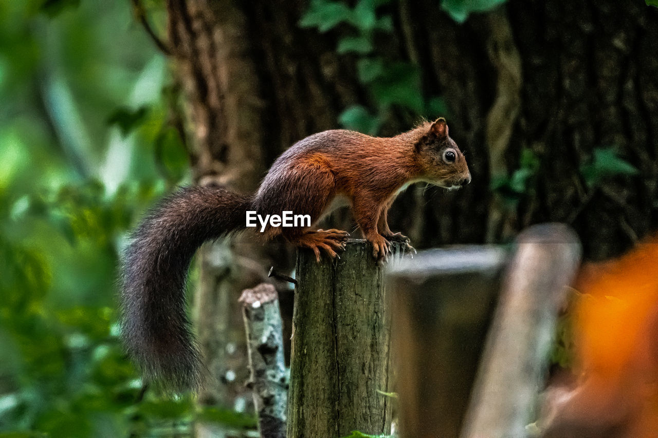 SQUIRREL ON WOODEN POST