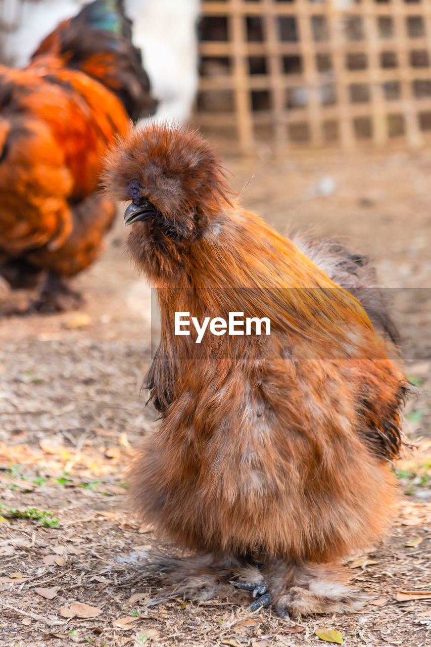 Close-up of a bird on field