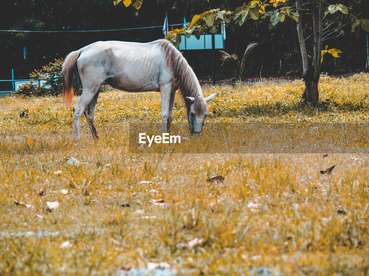 View of horse grazing on field