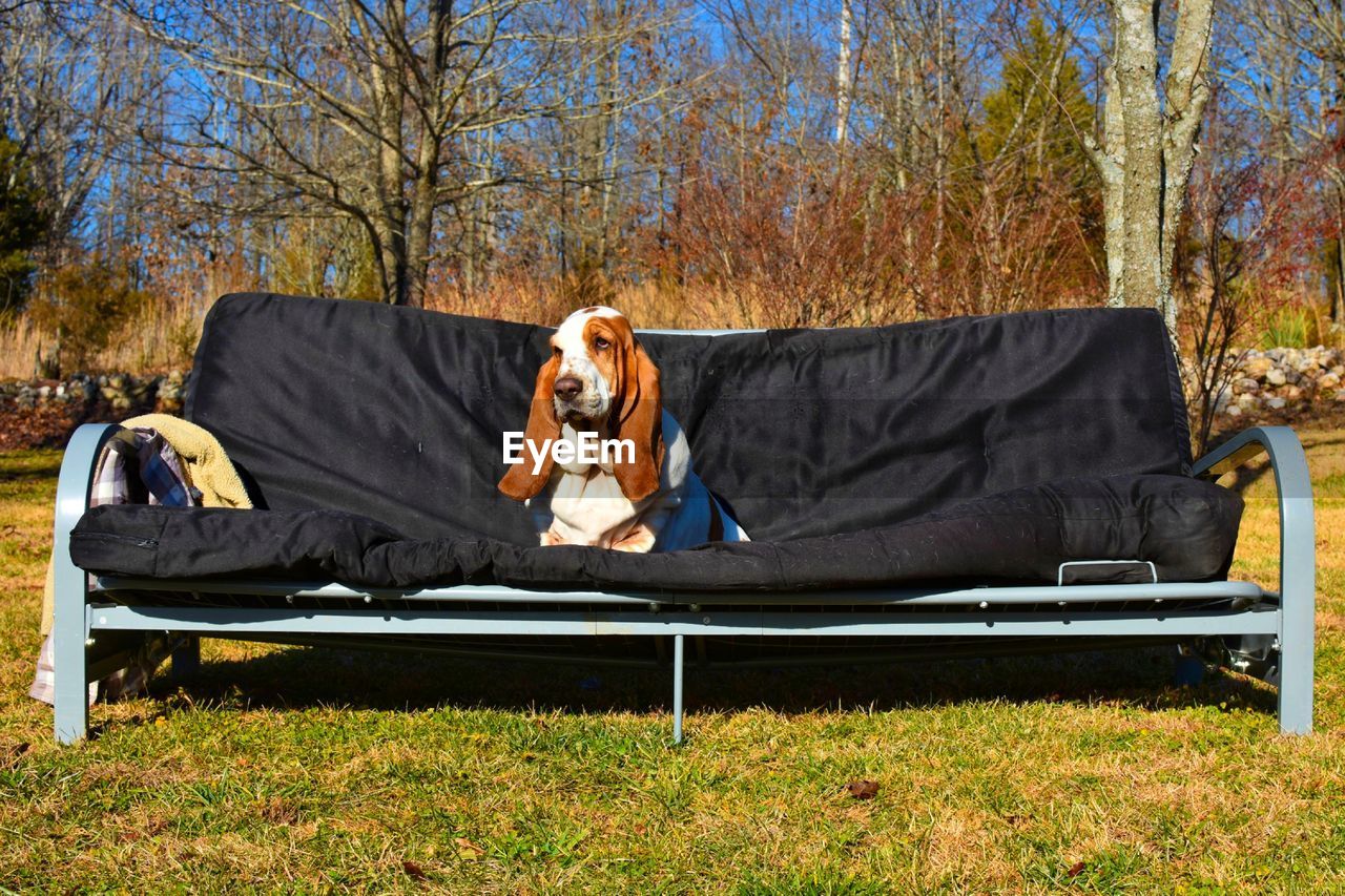 Close up of basset hound