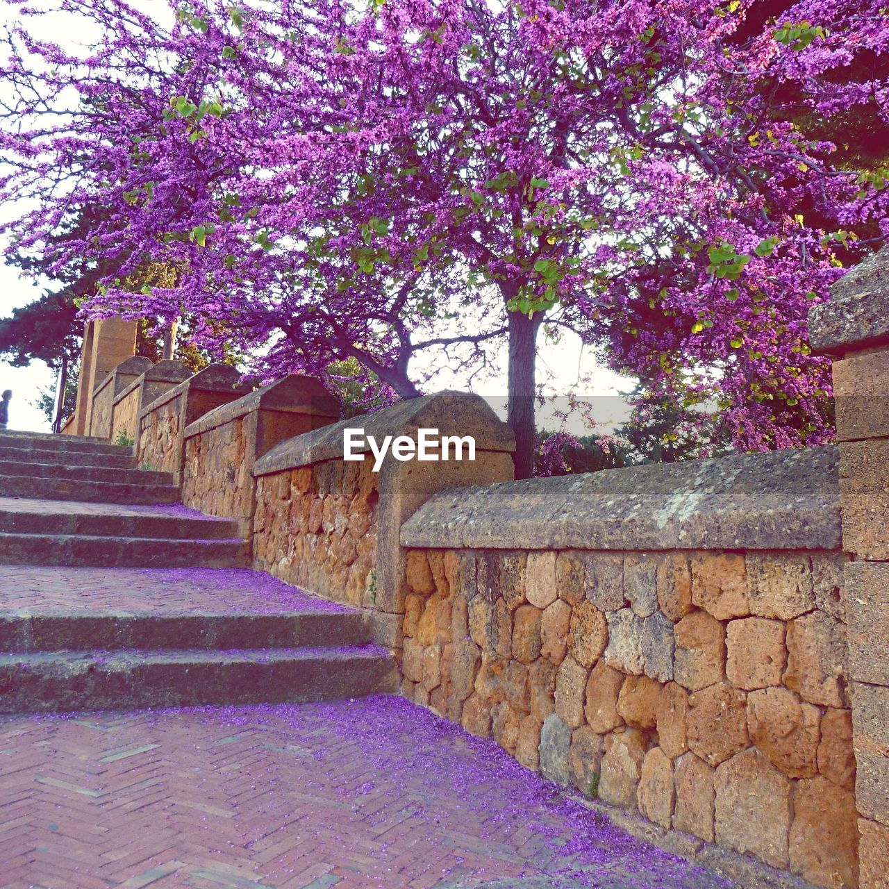 Flower trees along the stairs