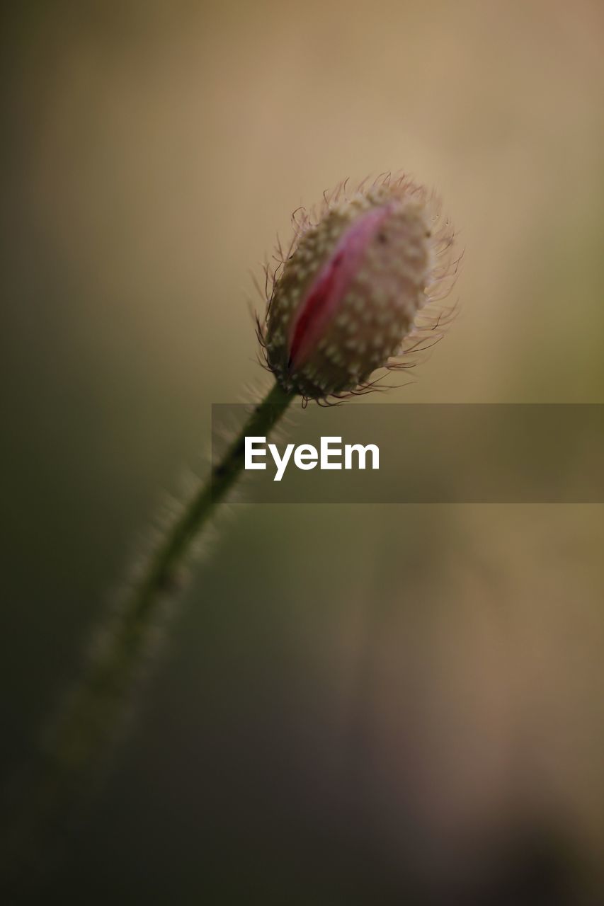 Close-up of dandelion growing outdoors