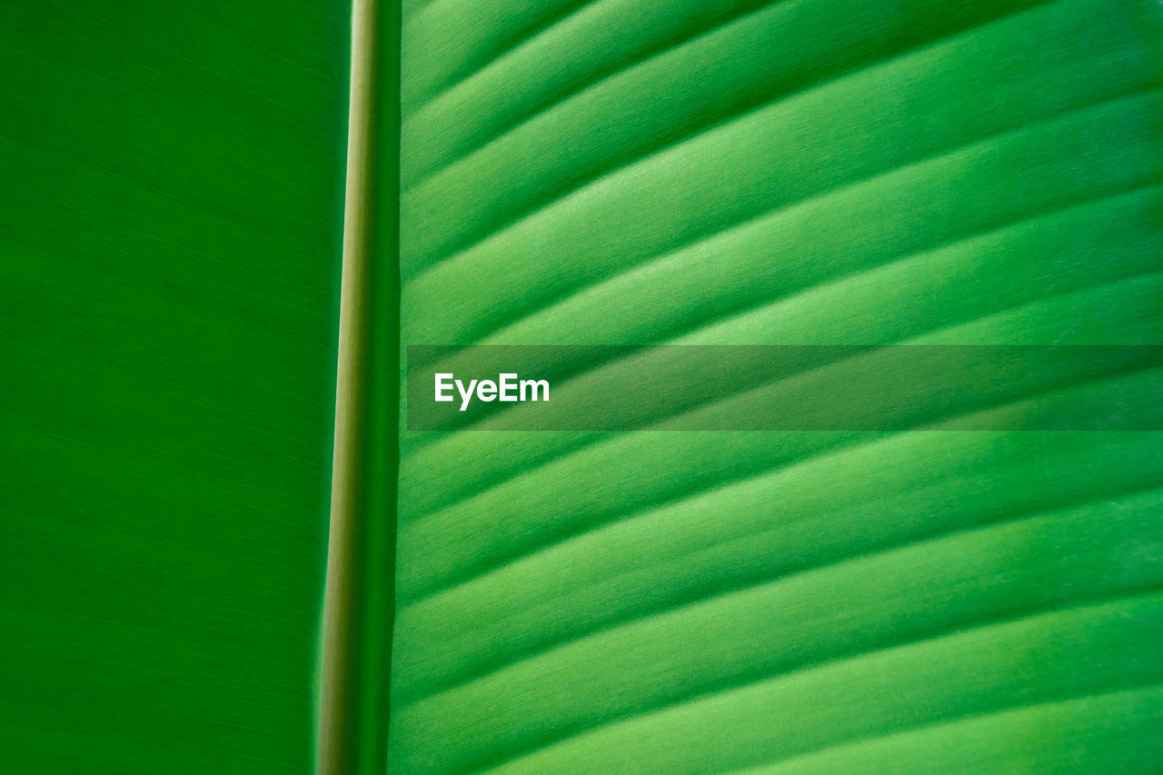 FULL FRAME SHOT OF PALM LEAVES