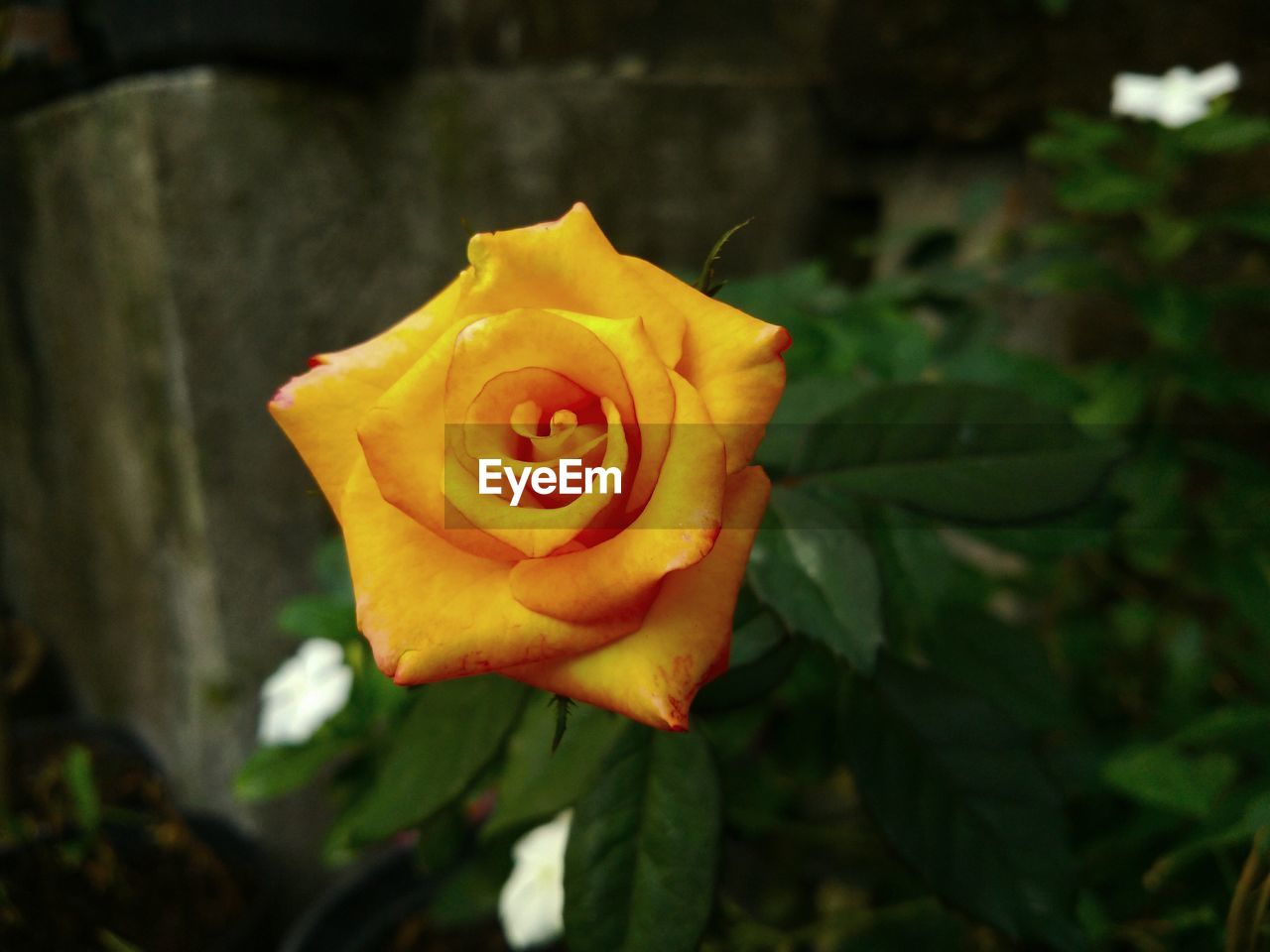 CLOSE-UP OF ROSE AGAINST BLURRED PLANTS