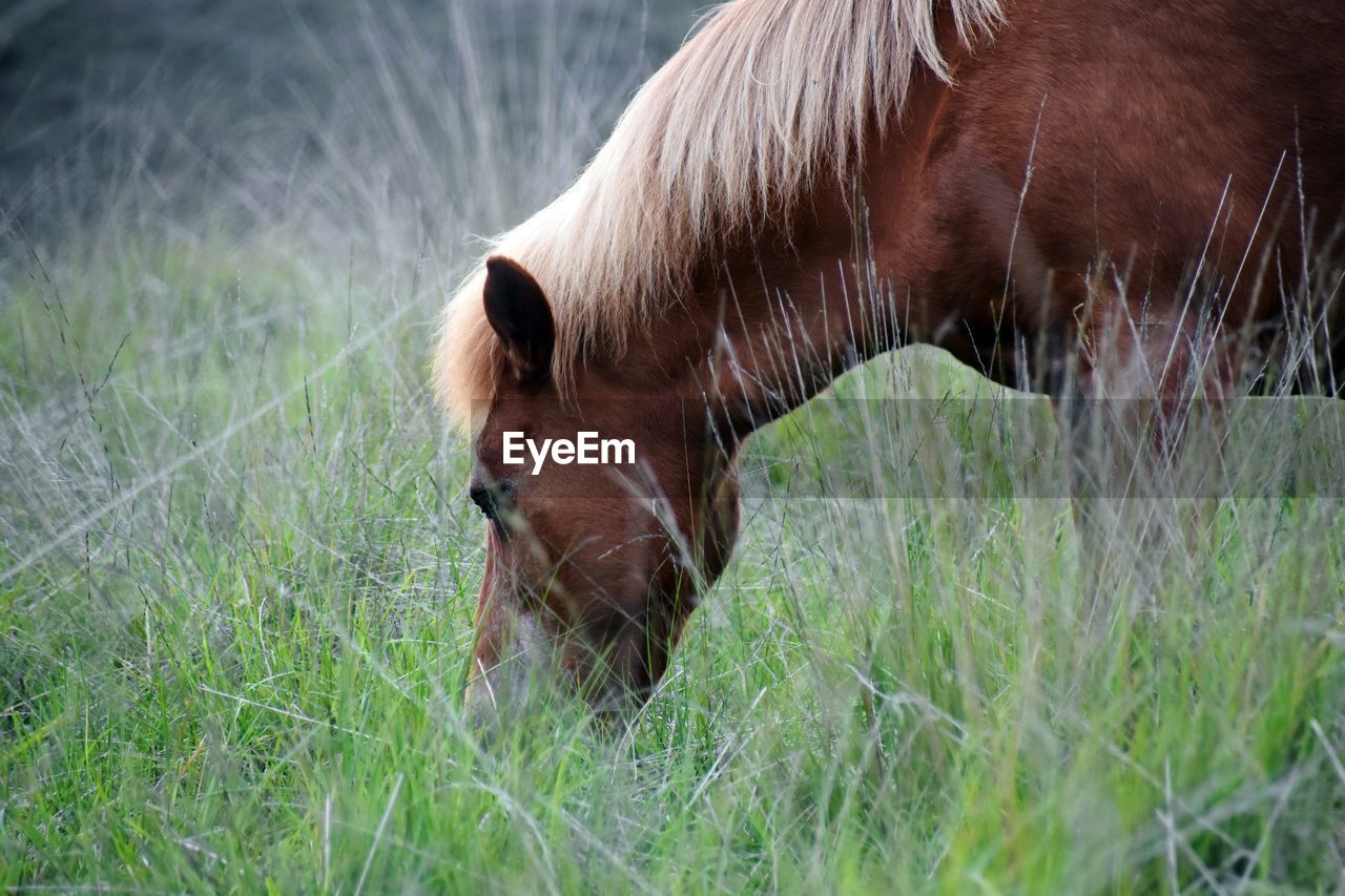 Close-up of a horse on field