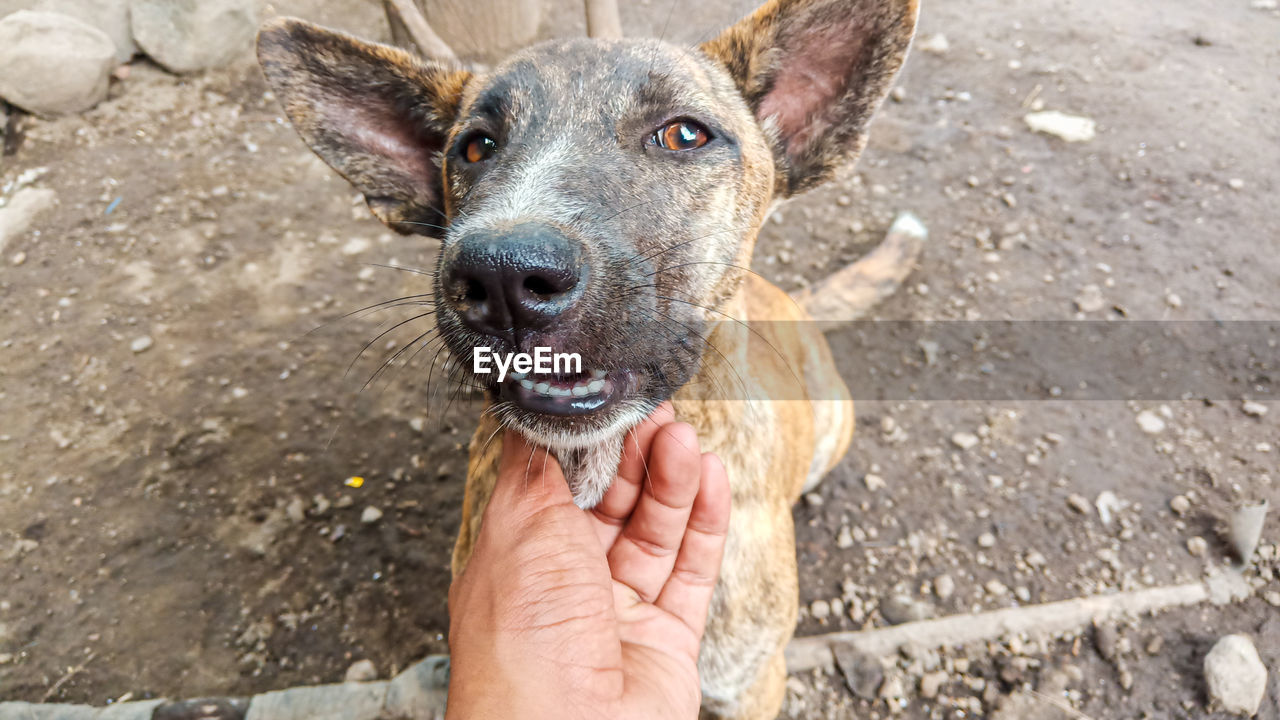 Close-up of hand holding dog