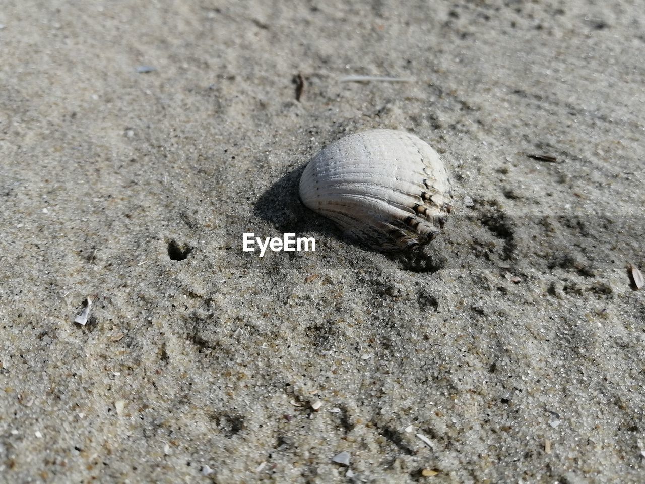 HIGH ANGLE VIEW OF SHELL ON BEACH