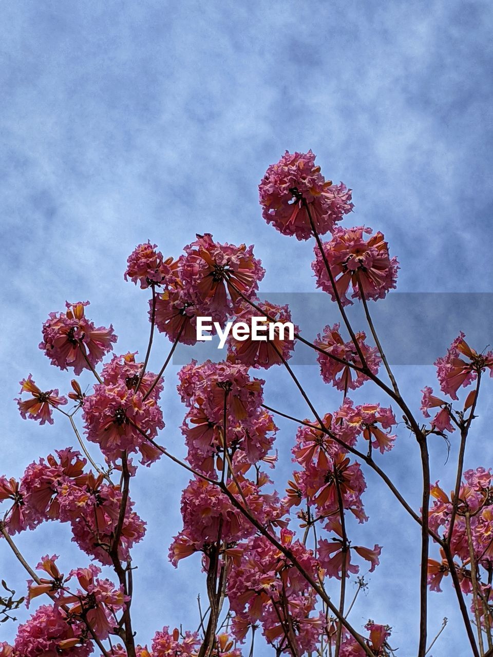 LOW ANGLE VIEW OF CHERRY BLOSSOM TREE