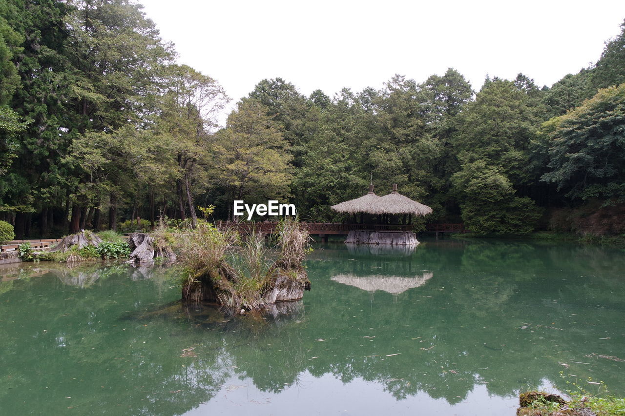 Trees in water