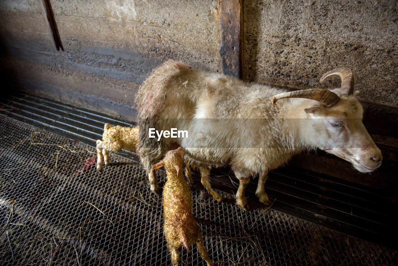 Icelandic sheep are used for meat, milk and also for wool production, in a ranch in iceland